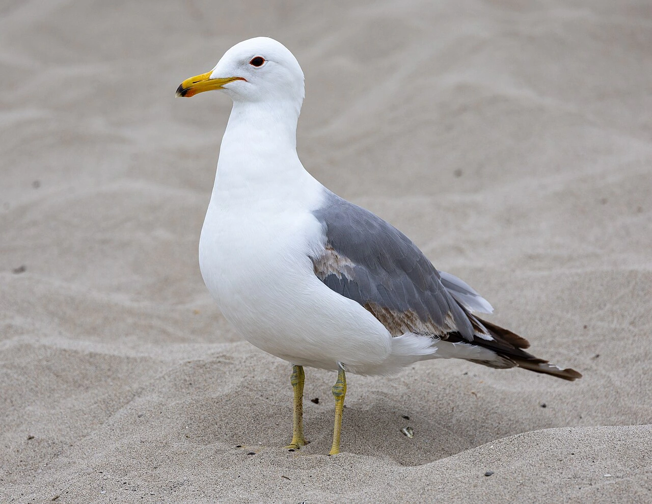 Why Is the Seagull Utah’s State Bird? The Real Species