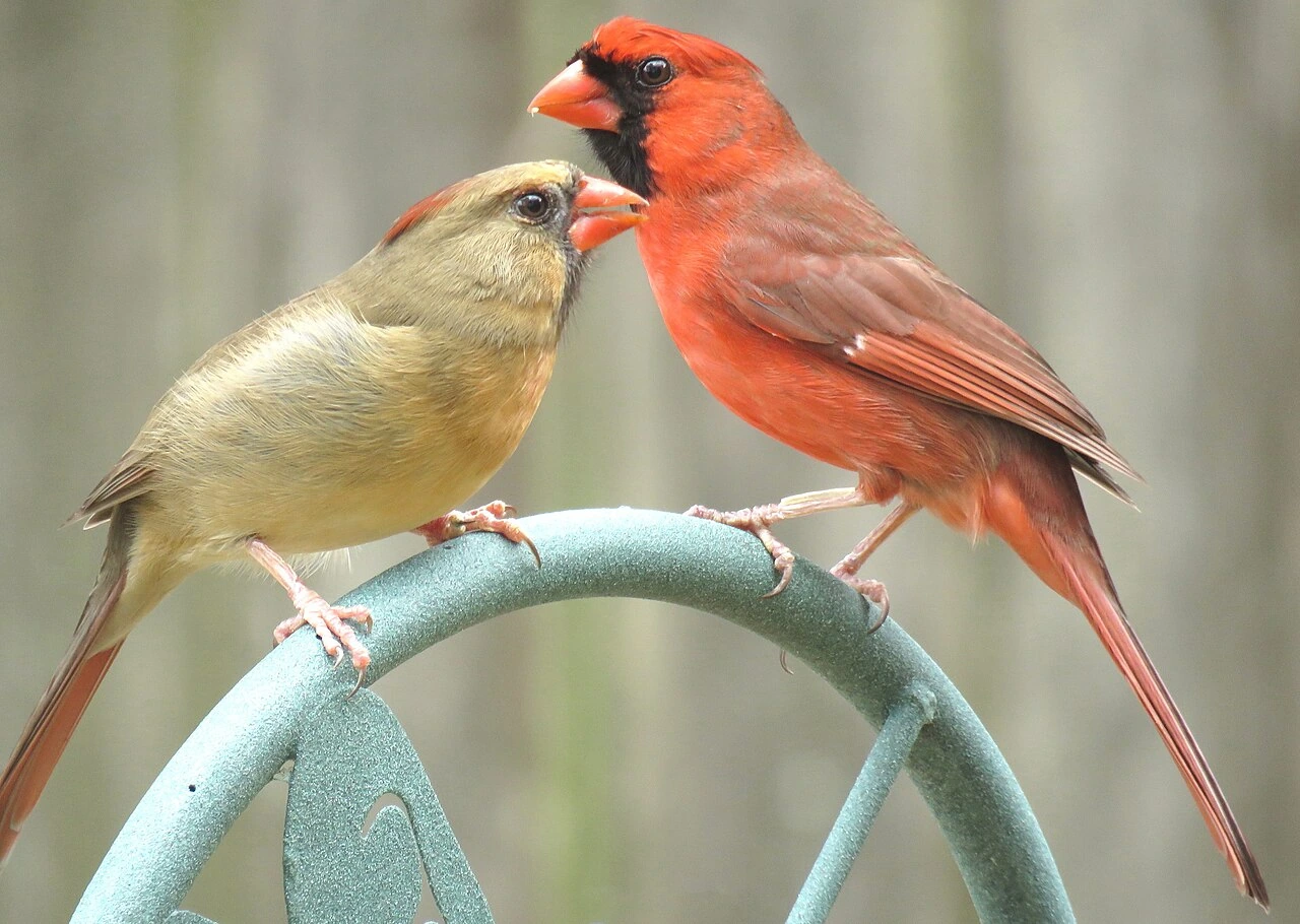 What Is the Kentucky State Bird? Facts, History, ID Tips