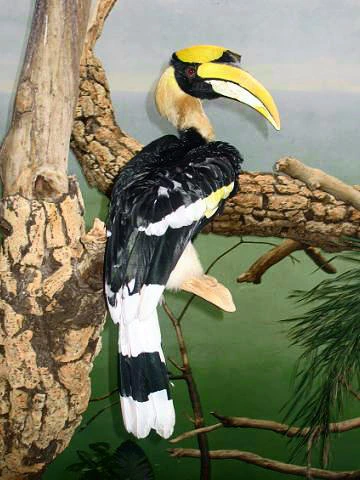 Photo of Great Indian Hornbill (Buceros bicornis)