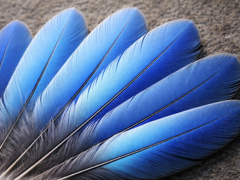 Close-up of layered bluebird feathers with clear feather direction and subtle marking boundaries in shaded detail.
