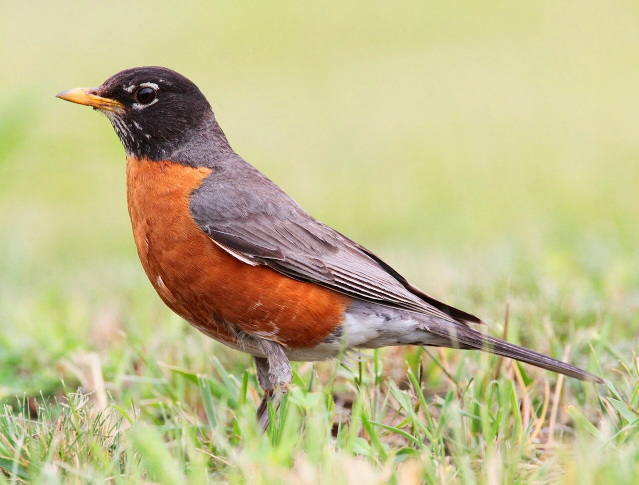 What Is the Wisconsin State Bird? Facts and Identification