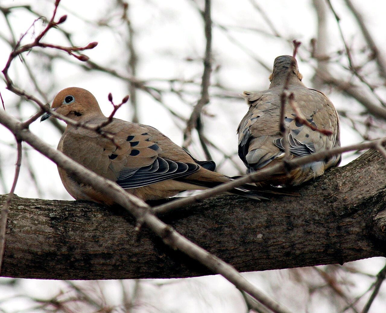 What Is the State Bird for All 50 States? Complete List