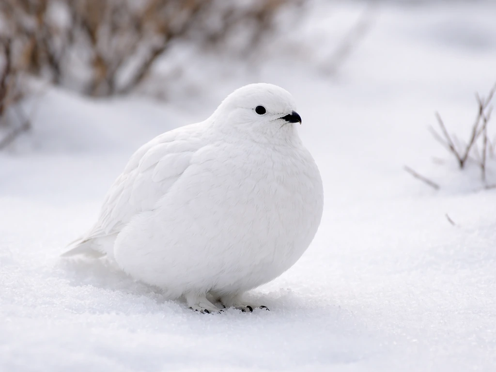 Snow-camouflaged willow ptarmigan standing in fresh winter snow near sparse brush