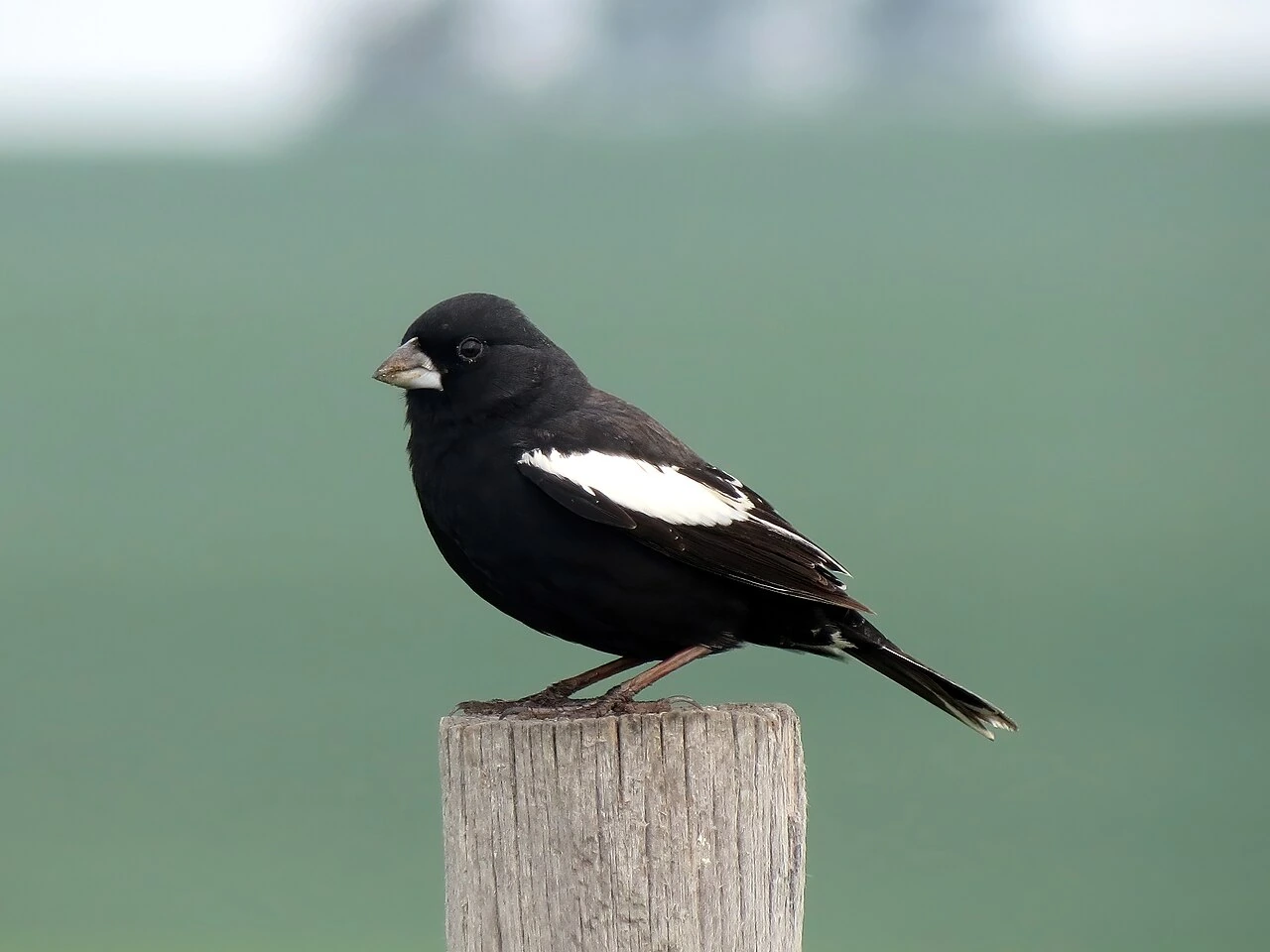 How to Draw the Colorado State Bird Step by Step