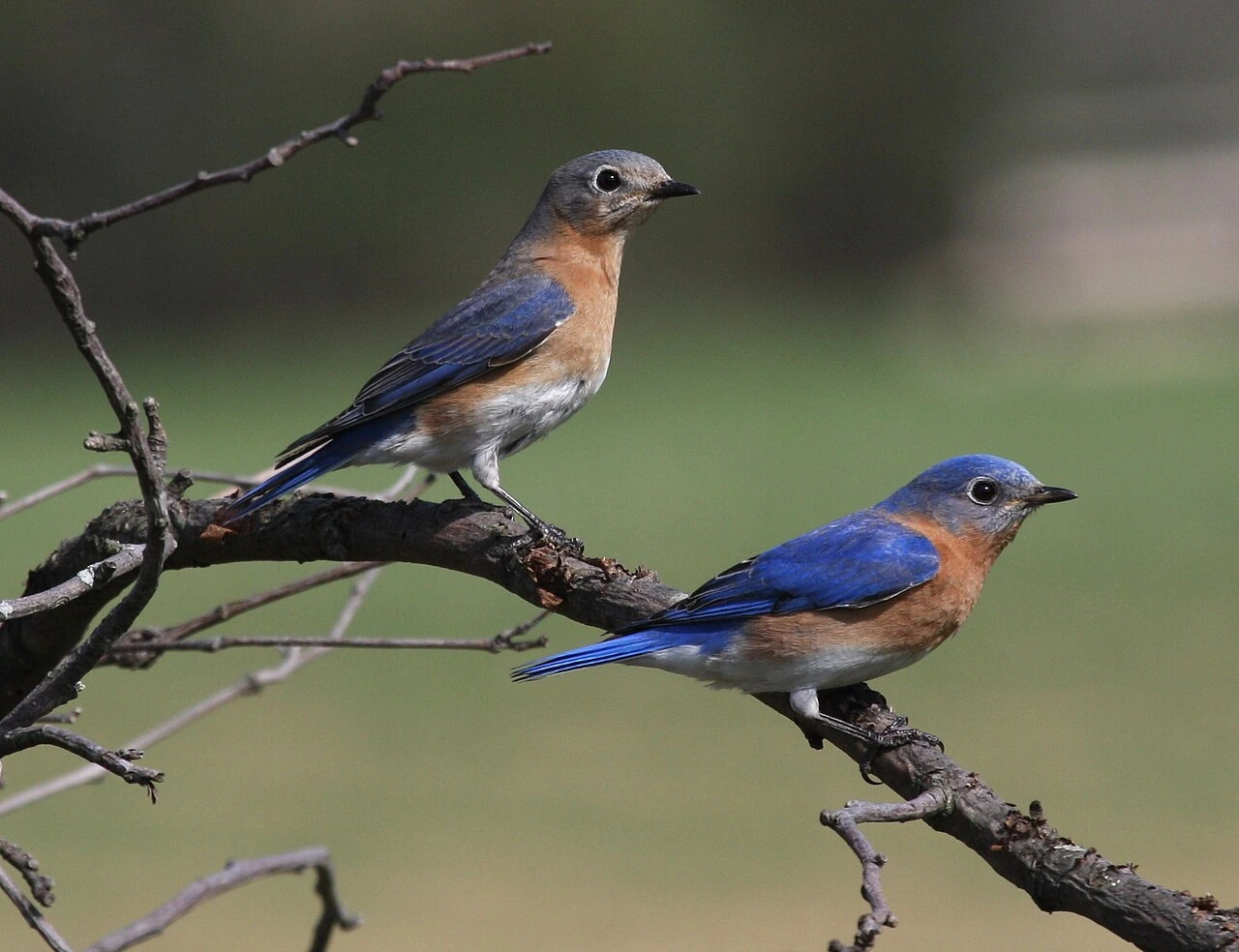 Two Eastern Bluebirds perched on tree branches