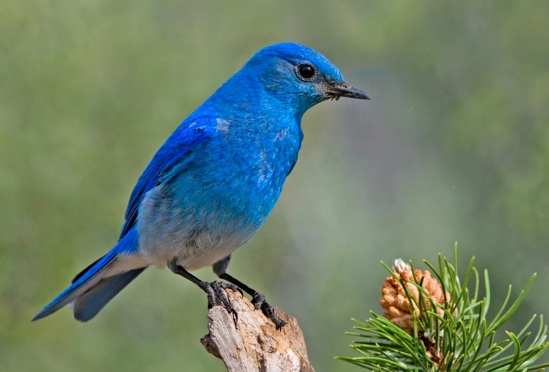 What Is the State Bird of Idaho? Identification and Facts