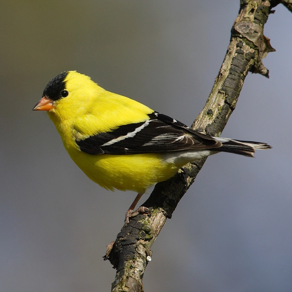 what is iowa state bird