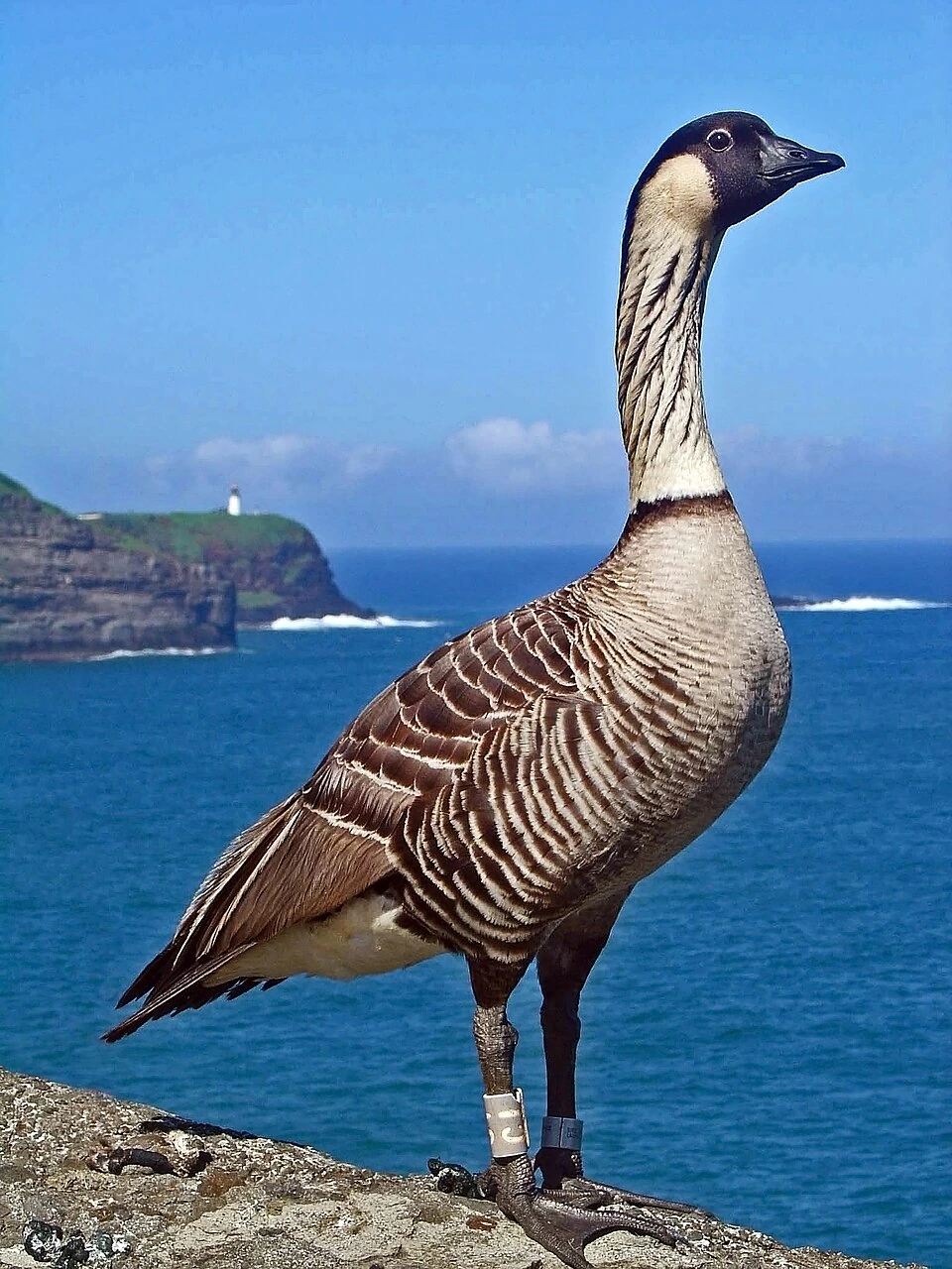 Why Is the Nēnē Hawaiʻi’s State Bird? Reasons and ID Tips
