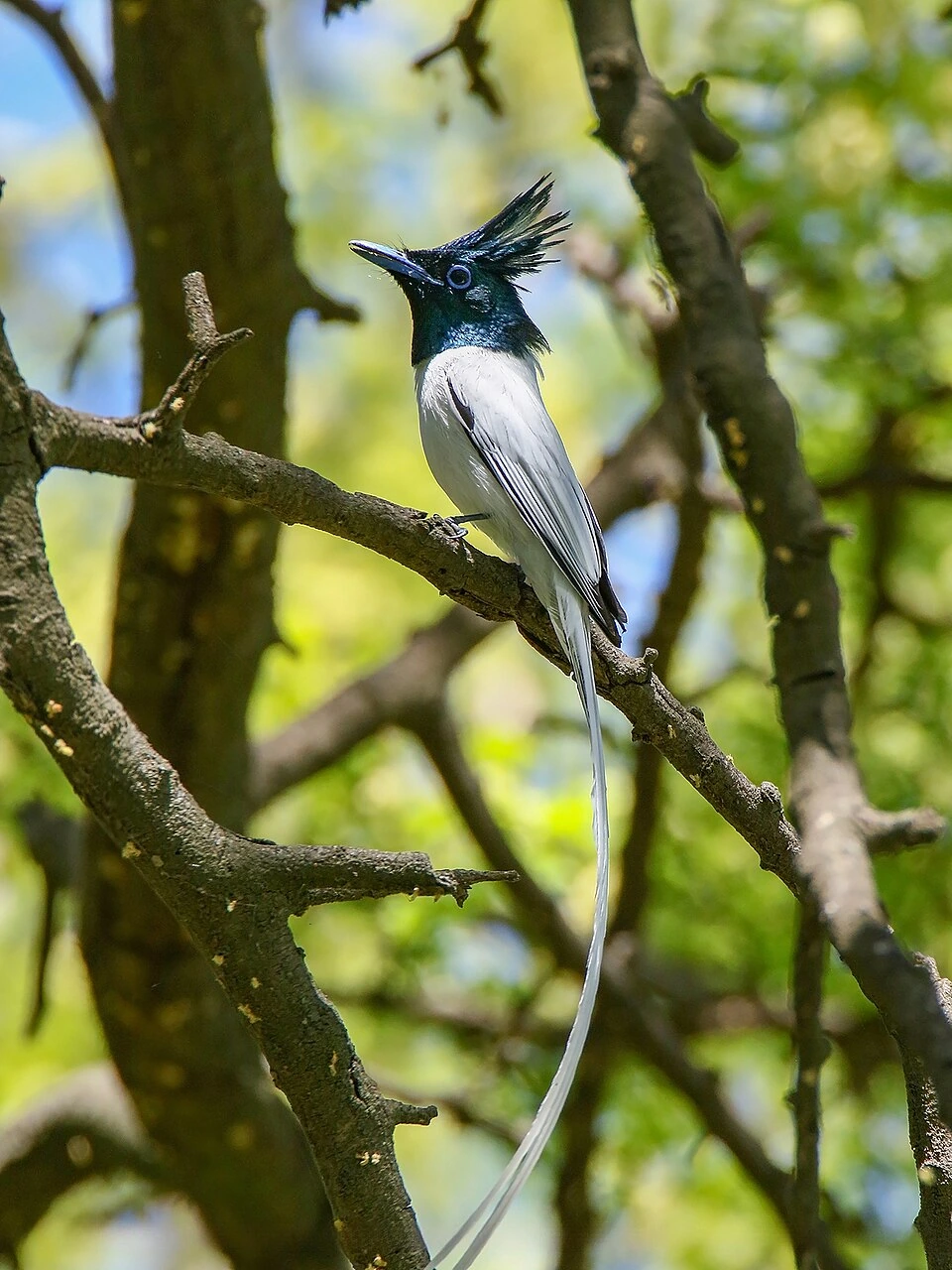 The Indian Paradise Flycatcher Is the State Bird of Which US State?