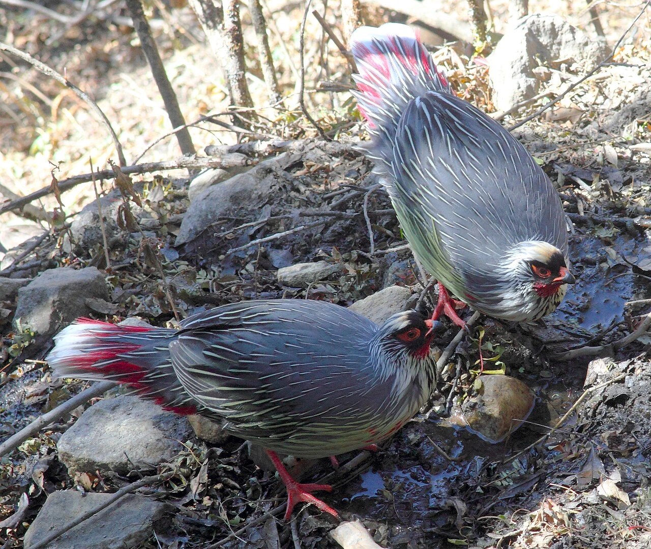 What Is the State Bird of Sikkim? Official Answer
