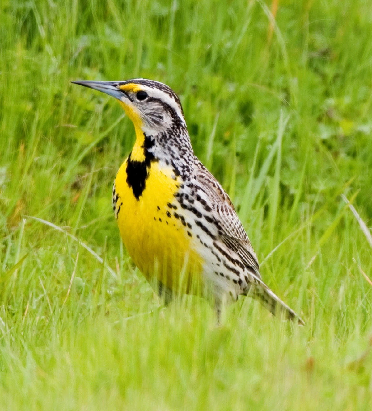 What Is Montana’s State Bird? Species ID and Facts